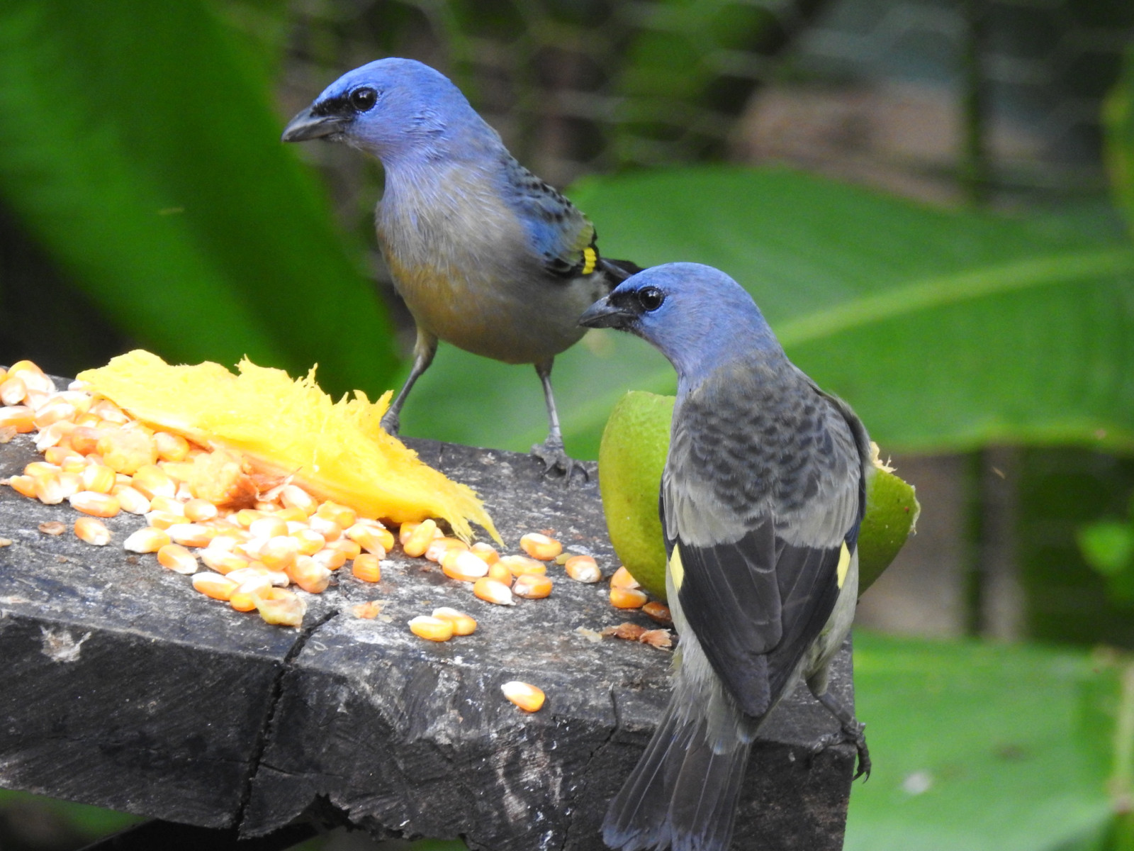 image Yellow-winged Tanager